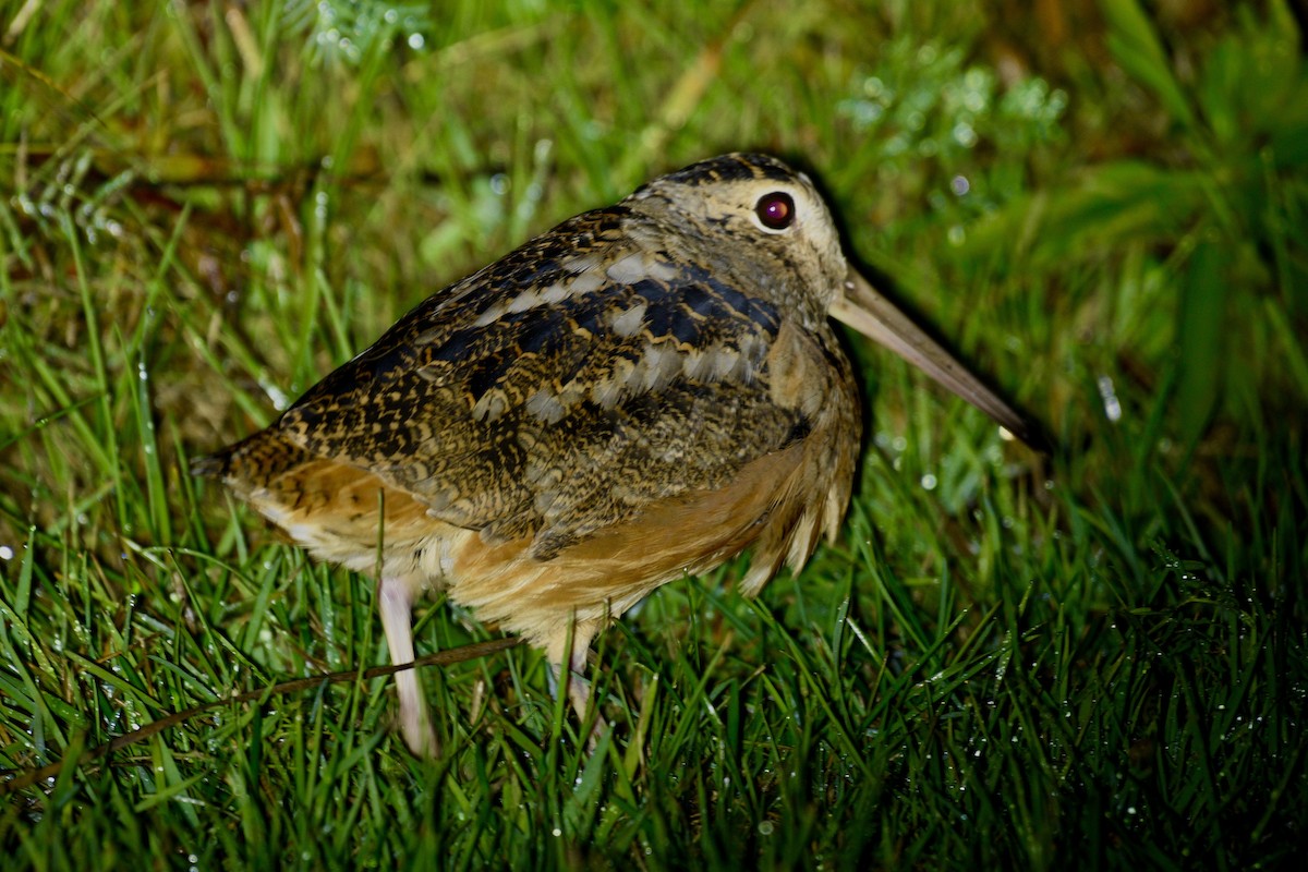 American Woodcock - ML642457480