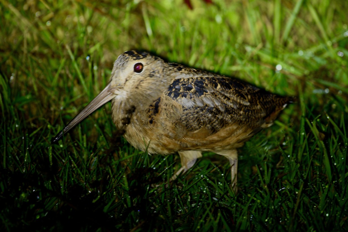 American Woodcock - ML642457481