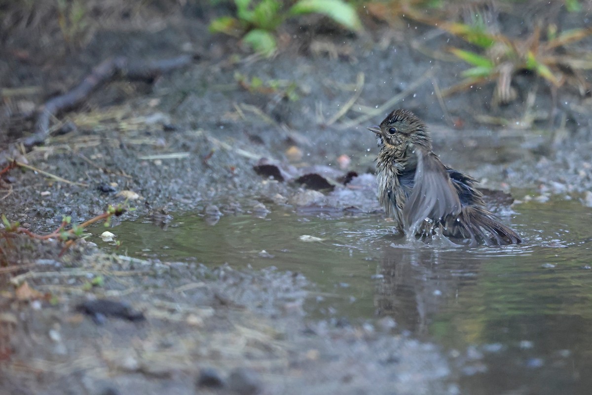 Lincoln's Sparrow - ML642457499