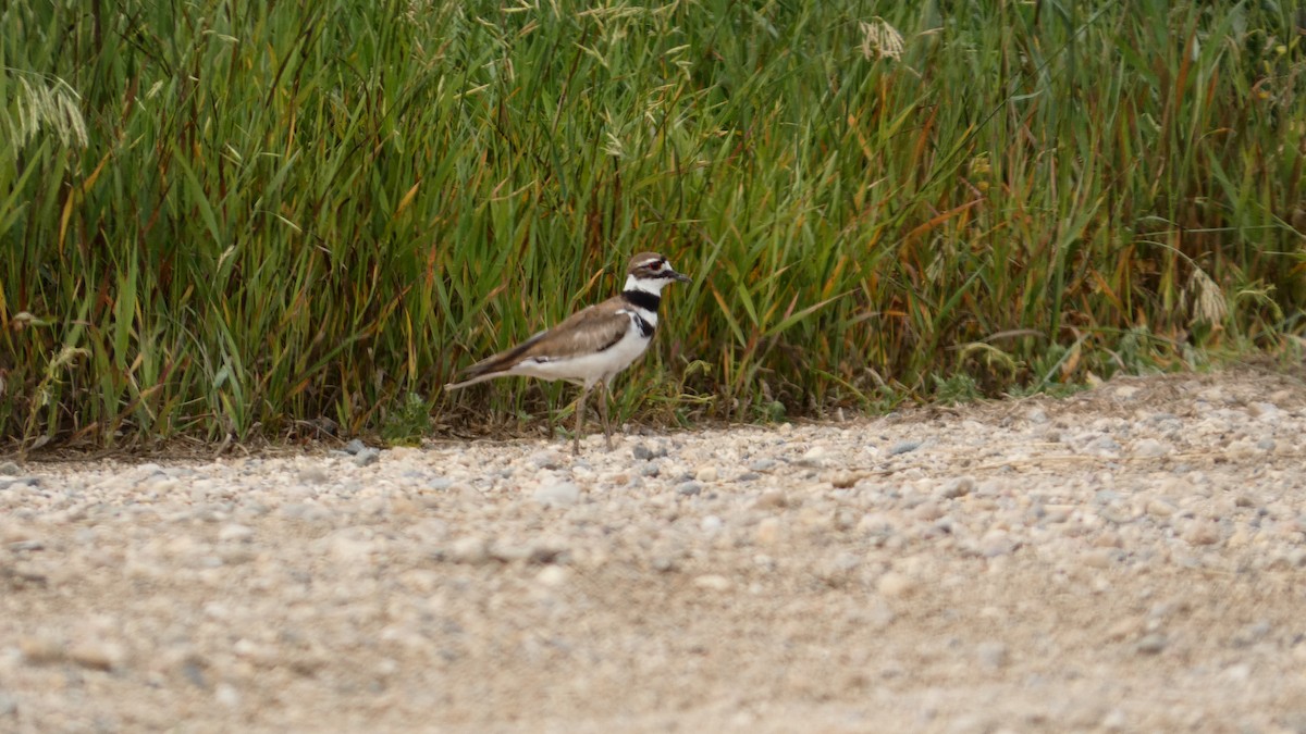Killdeer - ML642457501