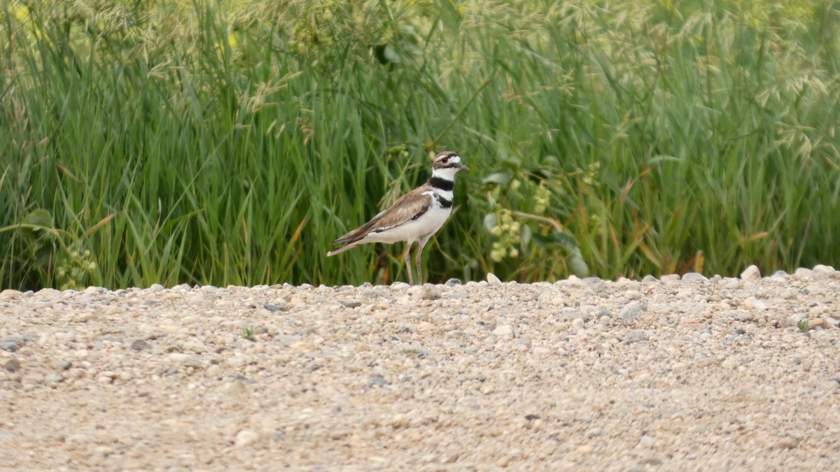 Killdeer - ML642457502
