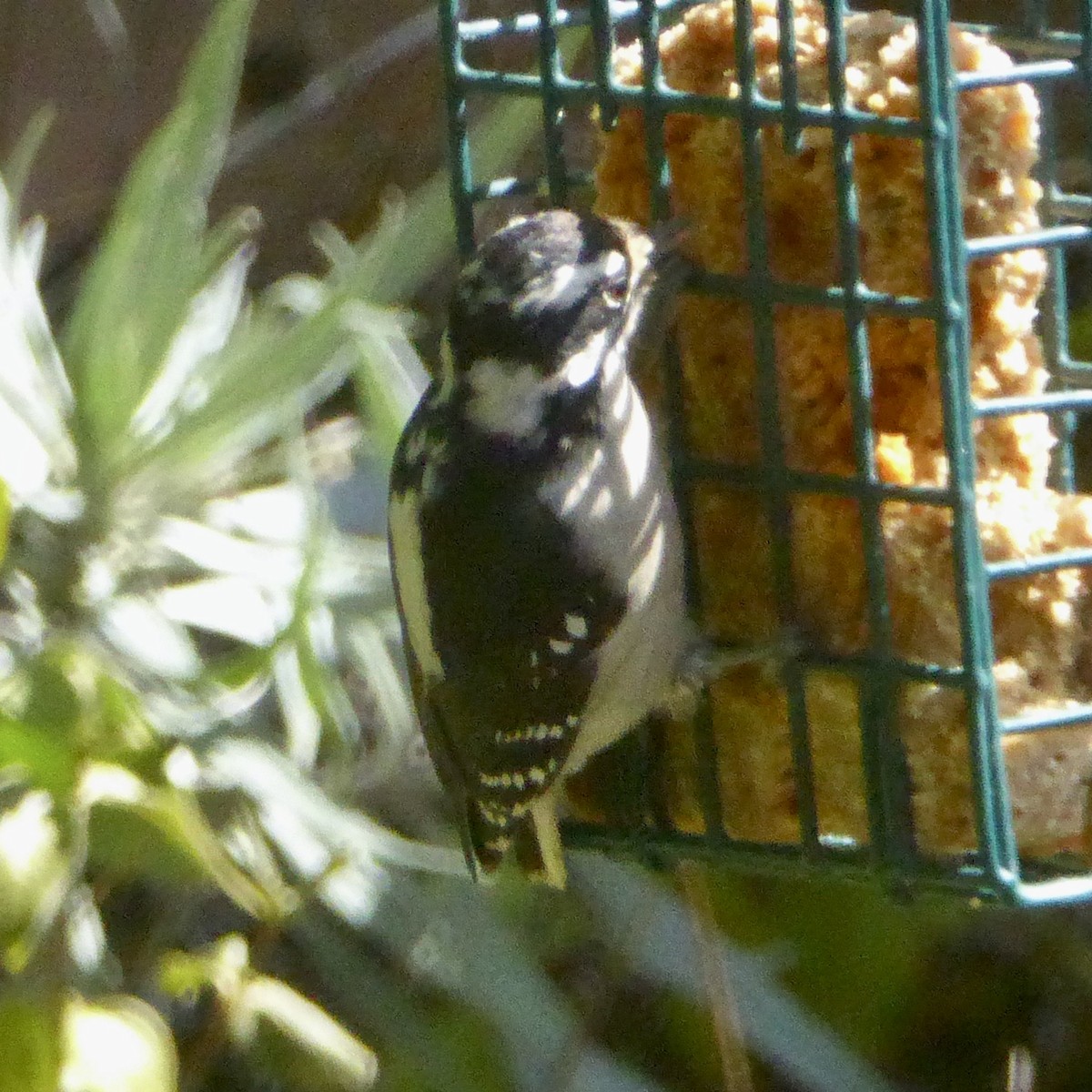 Downy Woodpecker - ML642457503