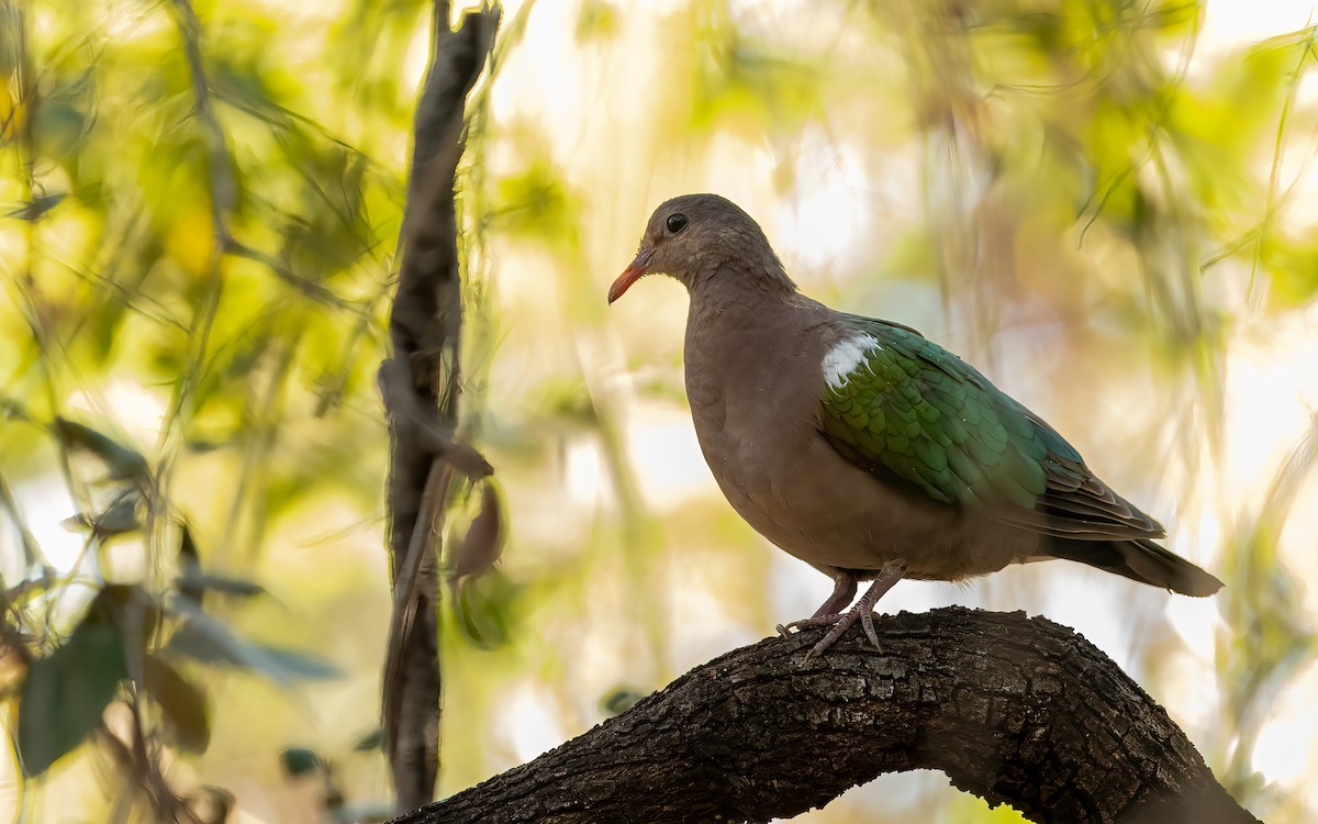 Pacific Emerald Dove - ML642457504