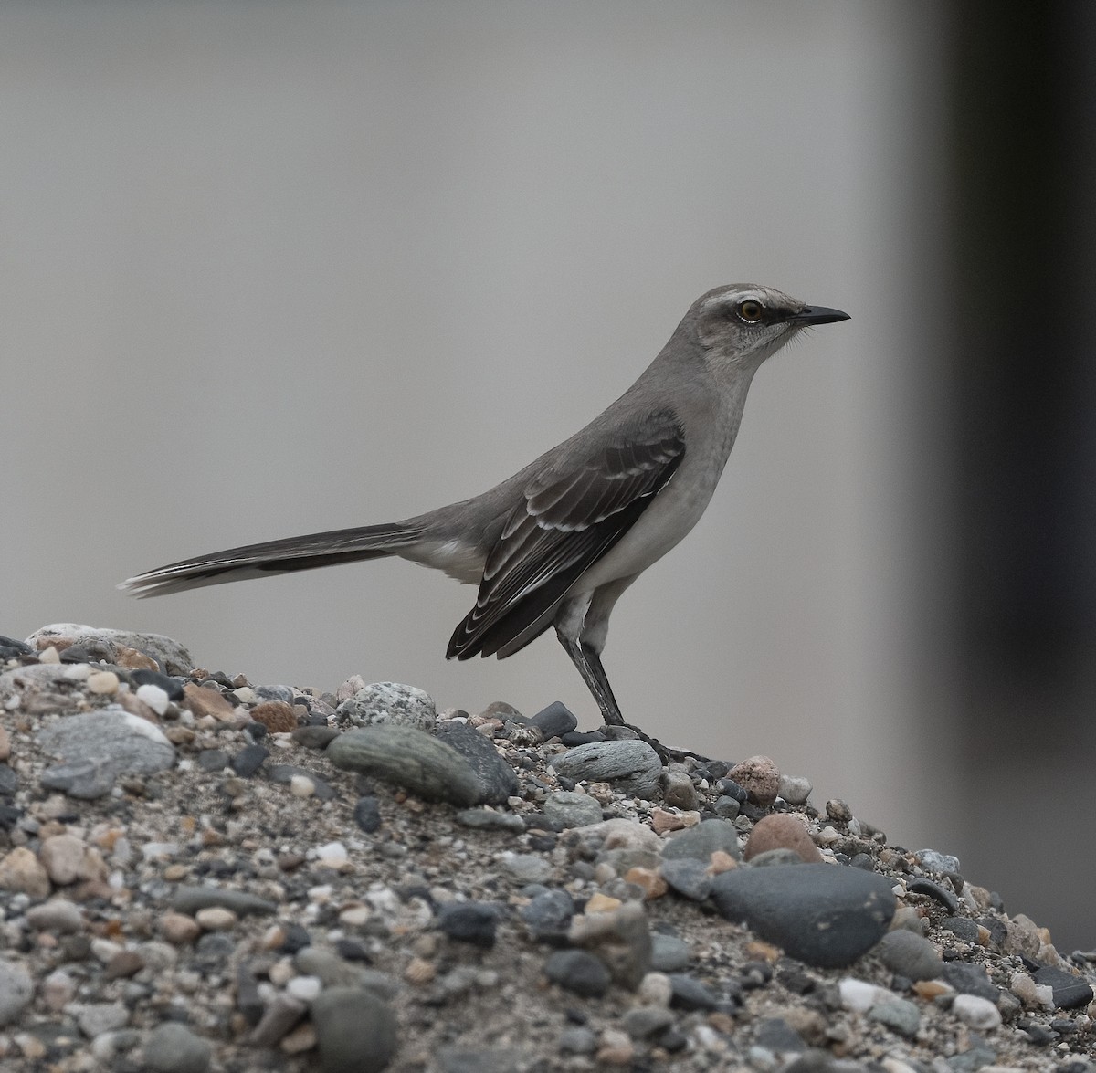 Tropical Mockingbird - ML642457513