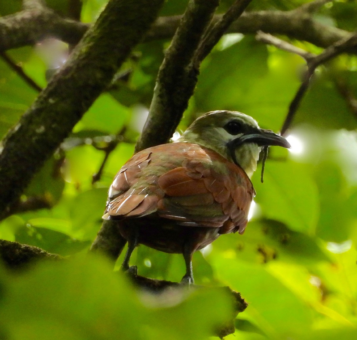 Three-wattled Bellbird - ML642457516