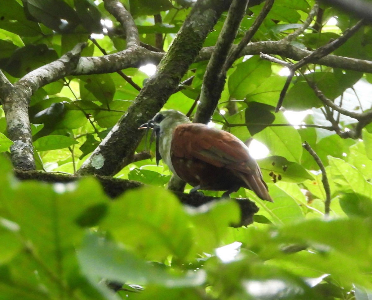 Three-wattled Bellbird - ML642457518