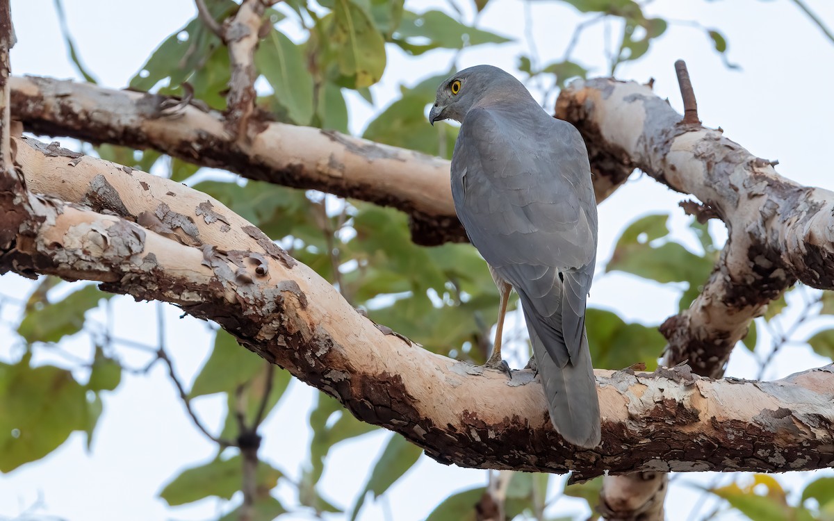 Brown Goshawk - ML642457520