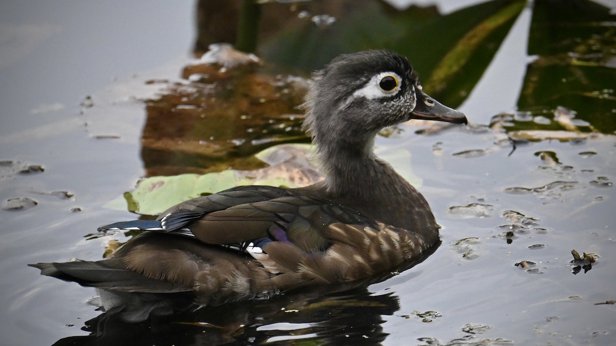 Wood Duck - ML642457522