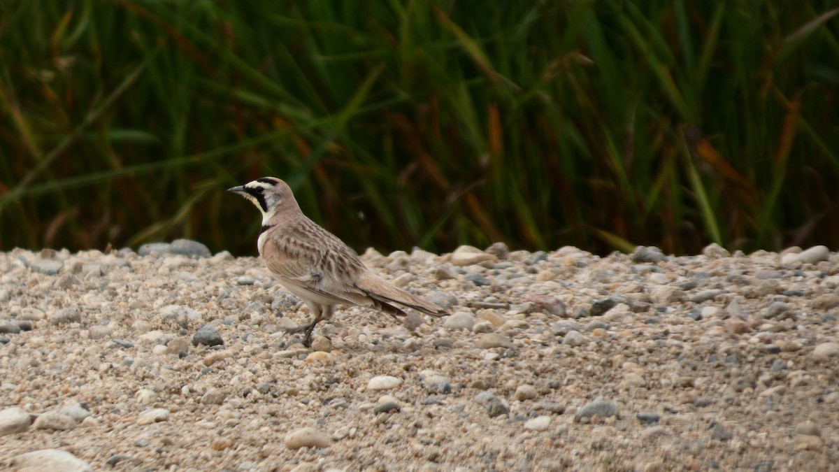 Horned Lark - ML642457524