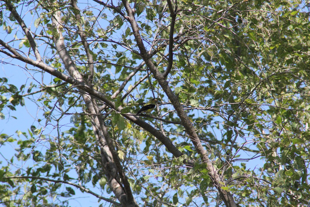 American Goldfinch - ML642457526