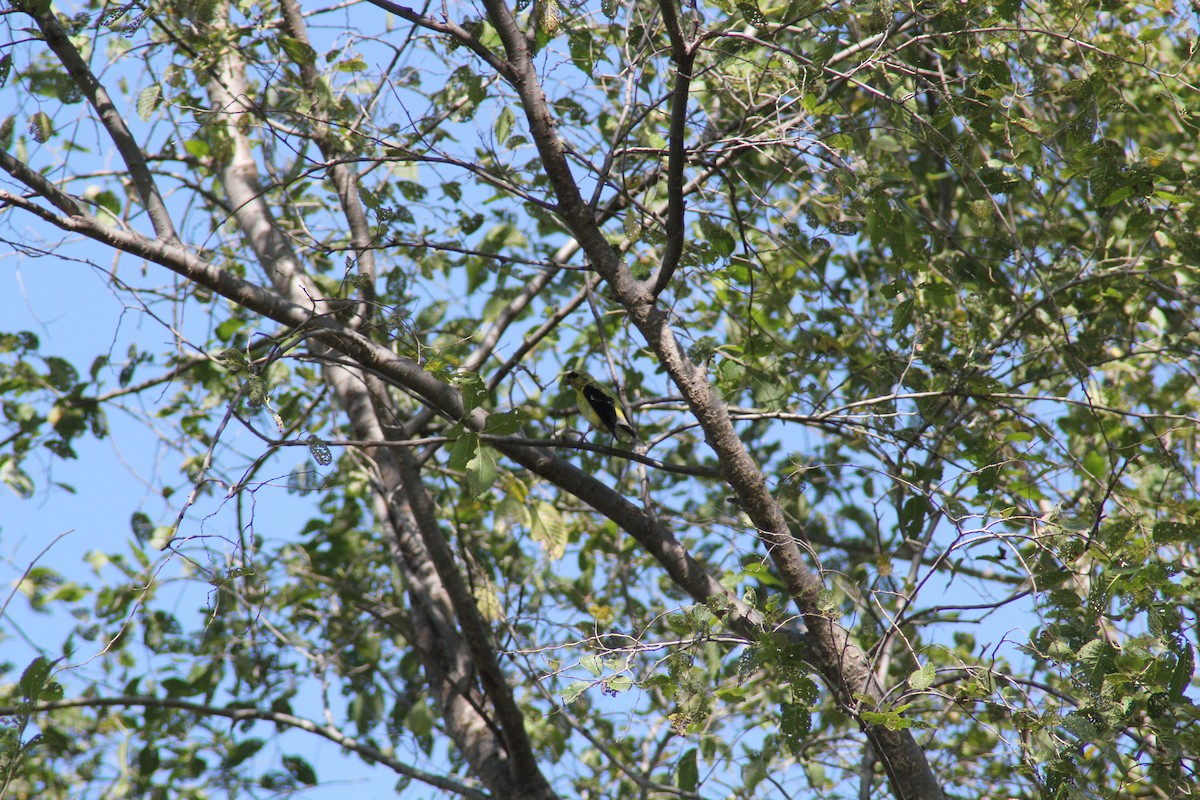 American Goldfinch - ML642457527