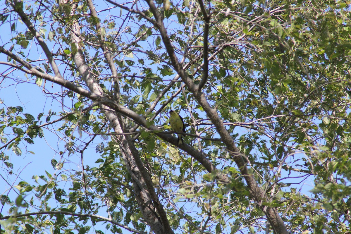 American Goldfinch - ML642457528