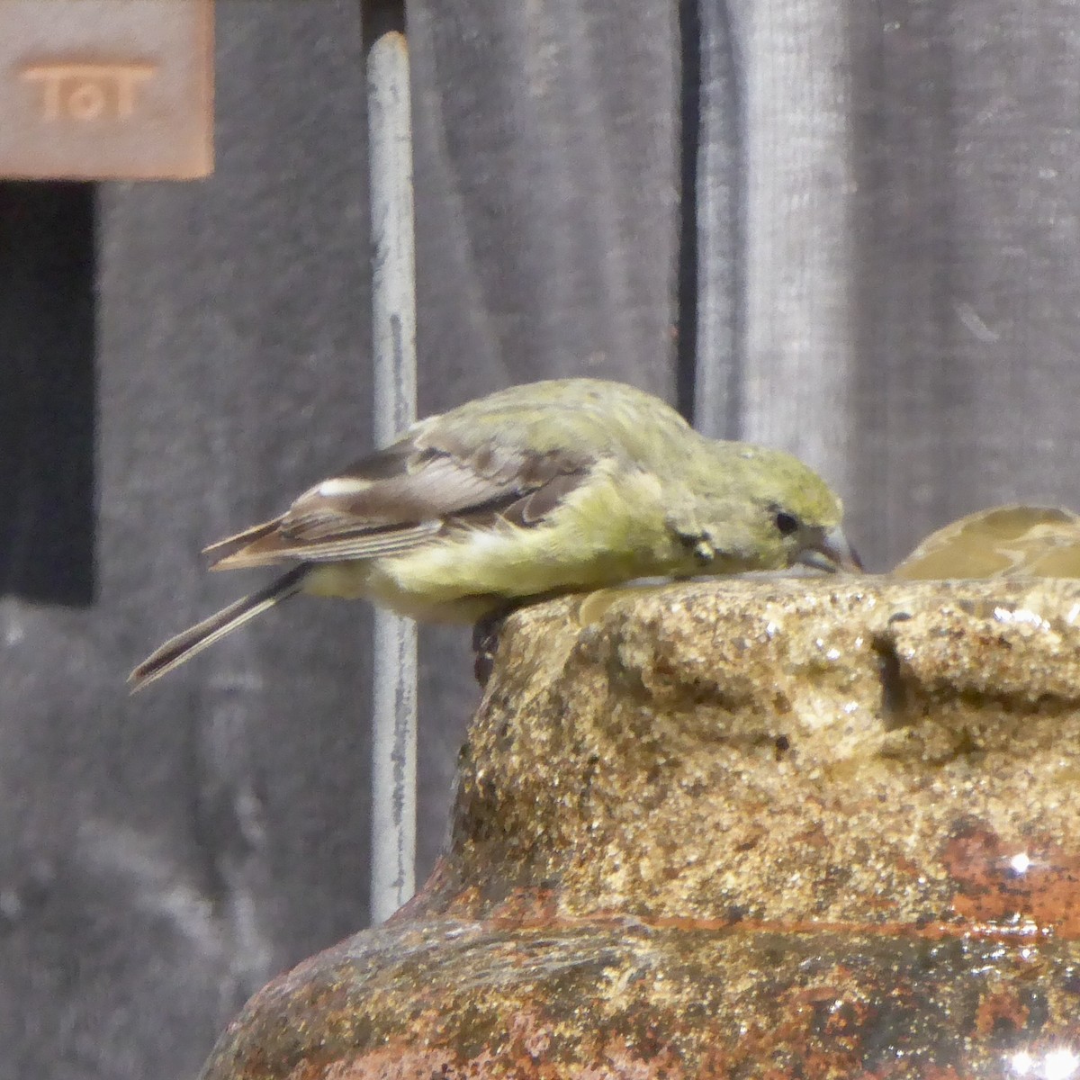 Lesser Goldfinch - ML642457530