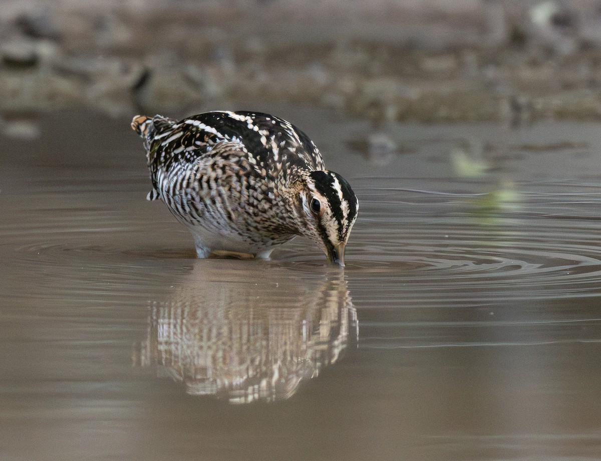 Wilson's Snipe - ML642457531