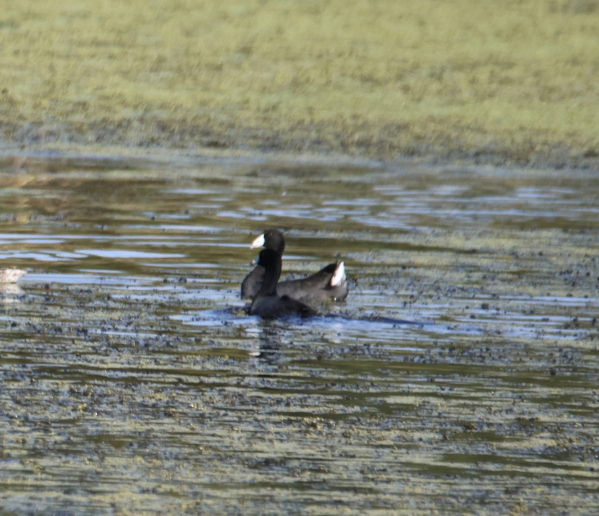 American Coot - ML642457533