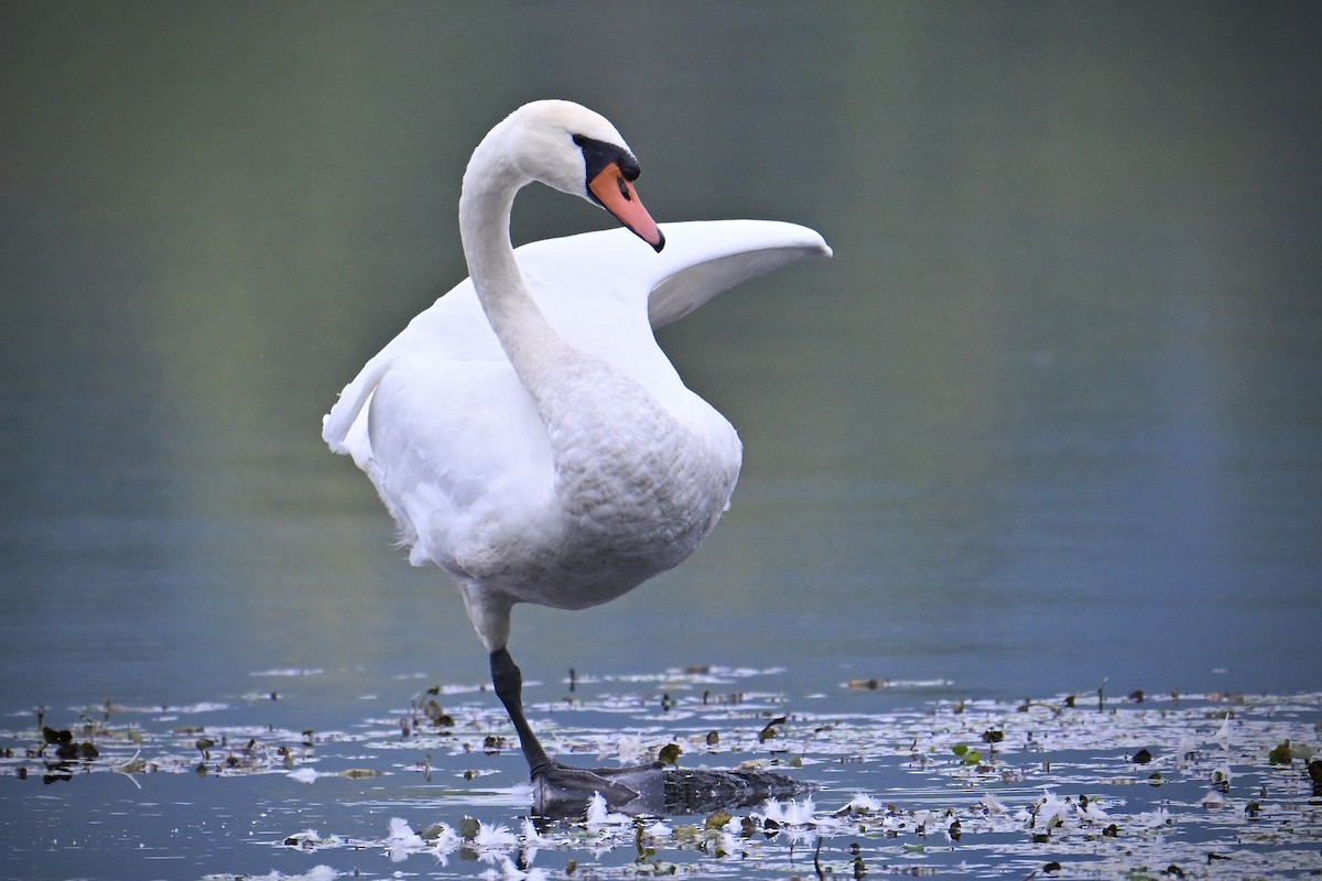 Mute Swan - ML642457535