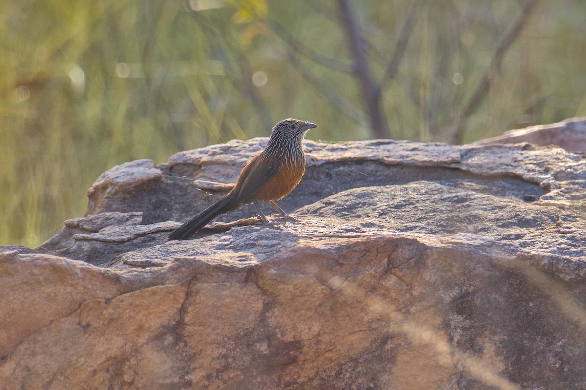Black Grasswren - ML642457536