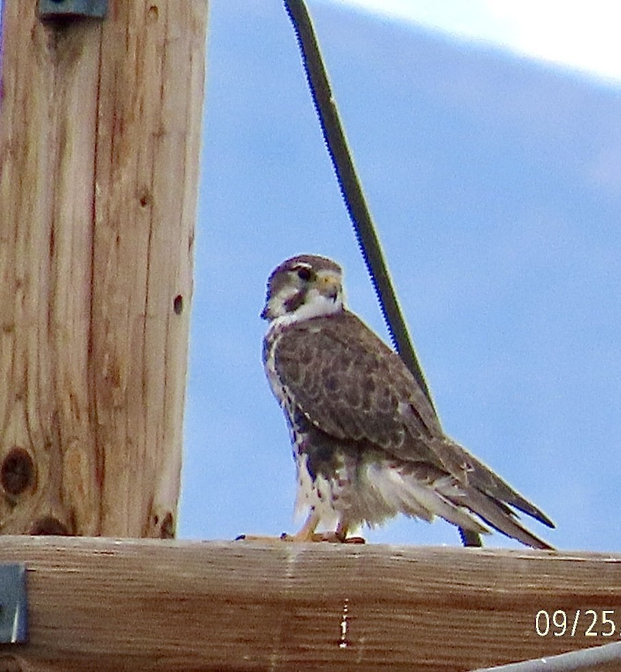 Prairie Falcon - ML642457537