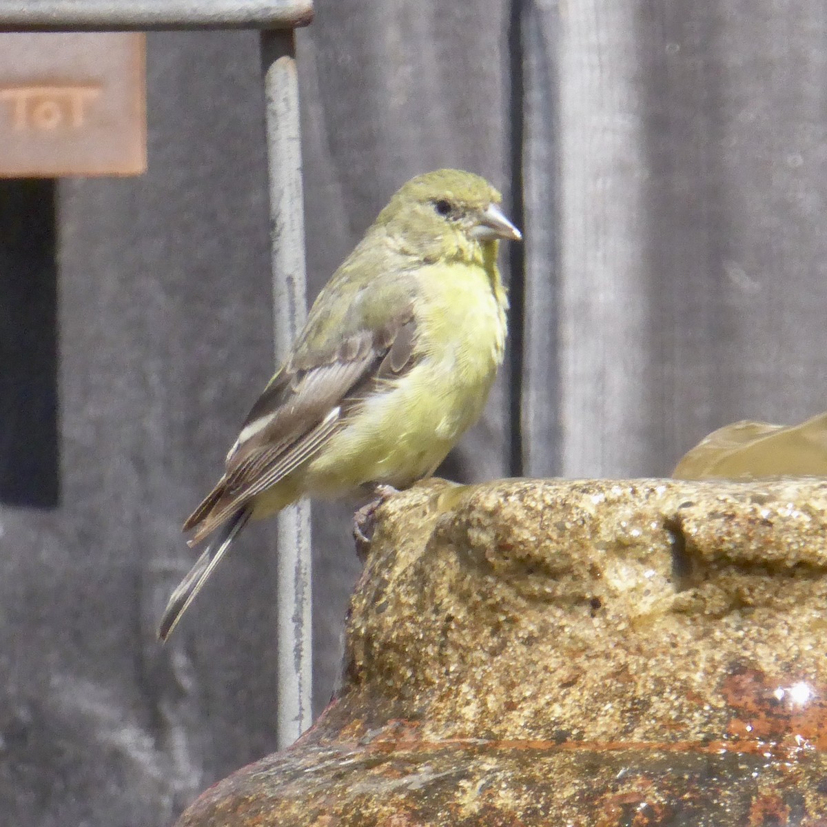 Lesser Goldfinch - ML642457540