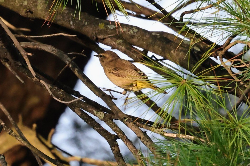 Palm Warbler - ML642457541