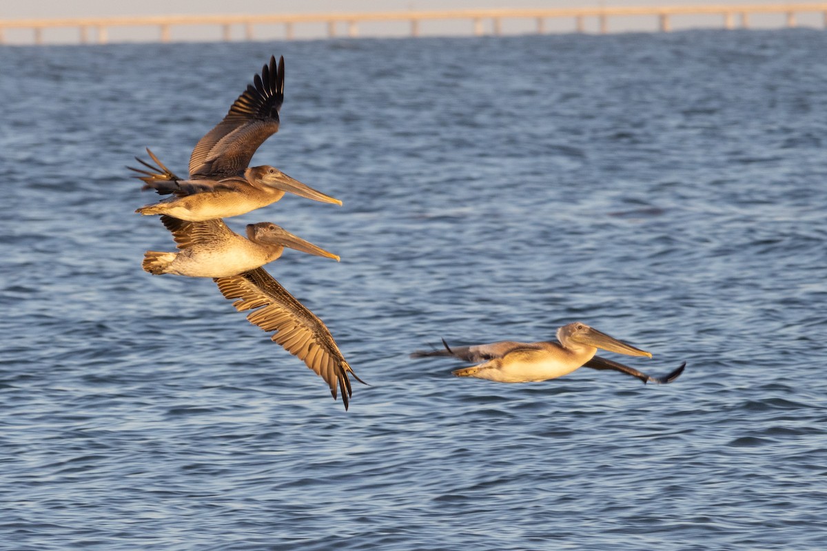 Brown Pelican - ML642457559