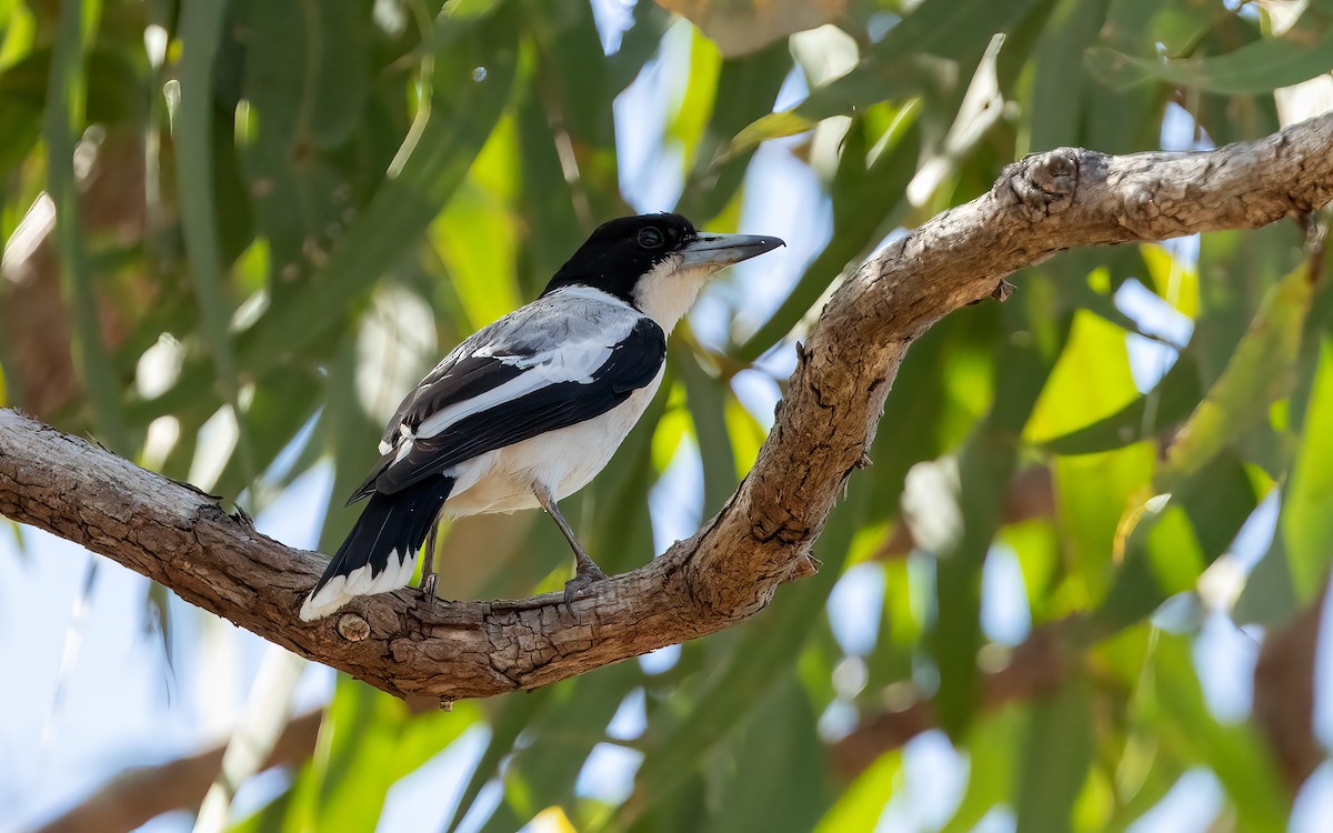 Silver-backed Butcherbird - ML642457599