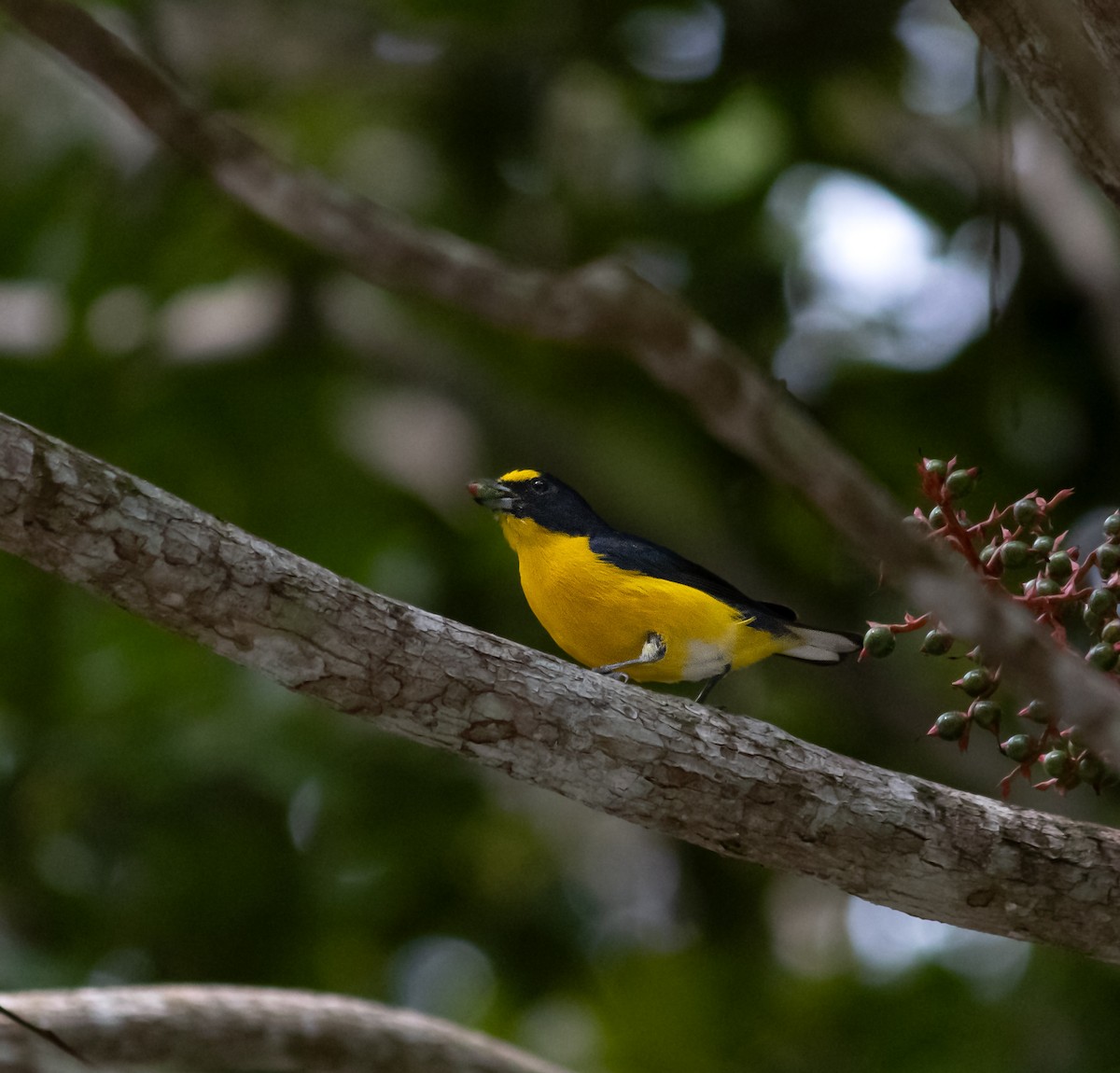 Yellow-throated Euphonia - ML642457625