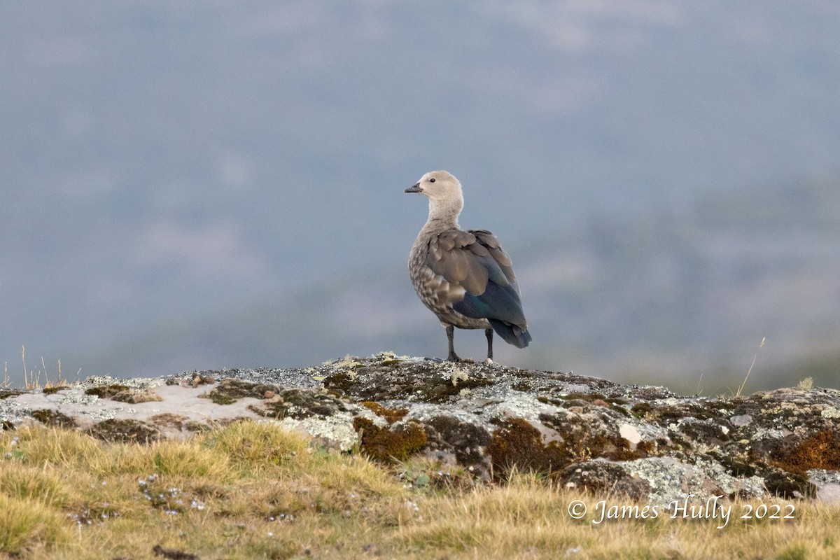 Blue-winged Goose - ML642457637