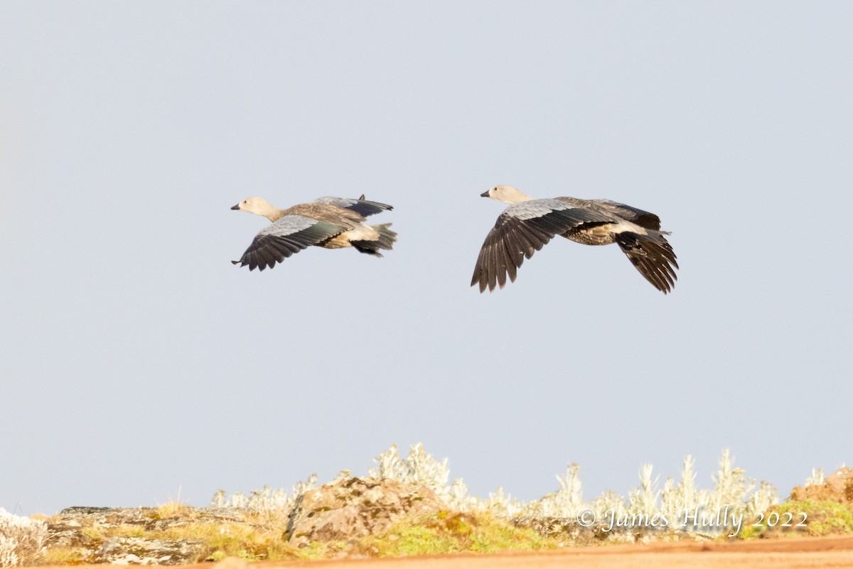 Blue-winged Goose - ML642457638