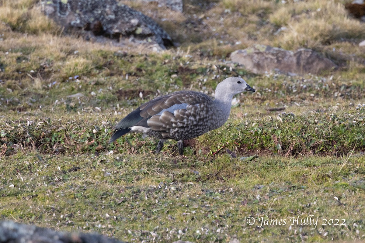 Blue-winged Goose - ML642457640