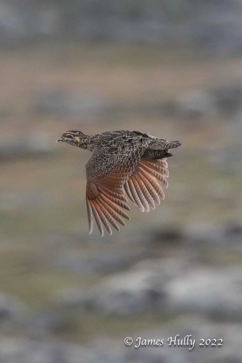 Moorland Francolin - ML642457655
