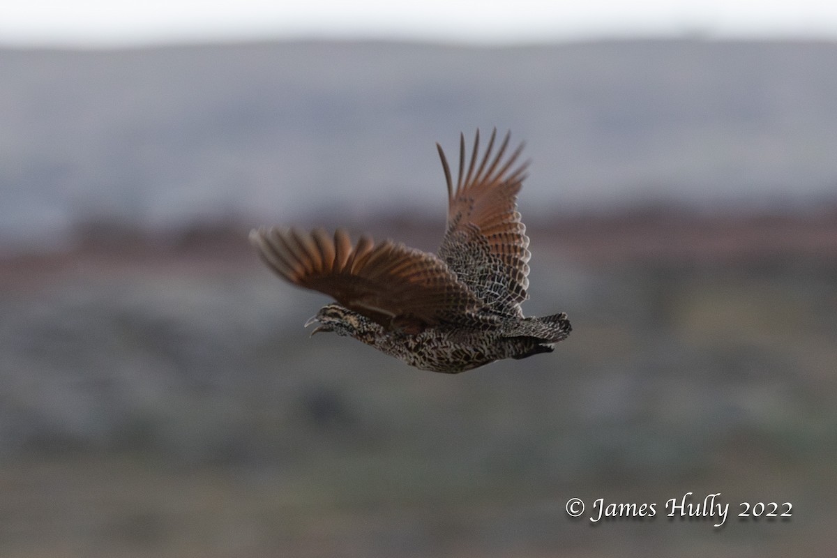 Moorland Francolin - ML642457656