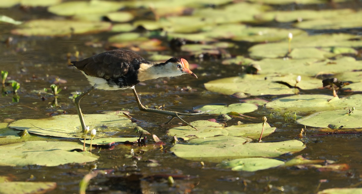 Comb-crested Jacana - ML642457657