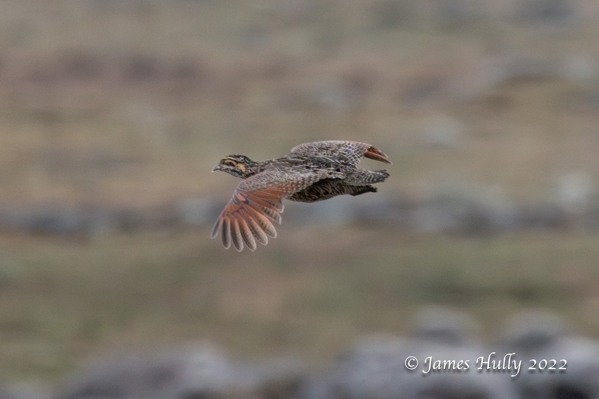 Moorland Francolin - ML642457658