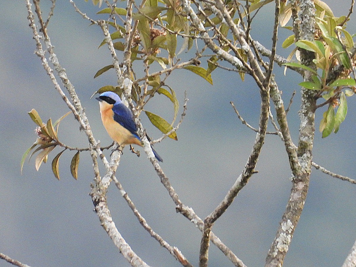 Fawn-breasted Tanager - ML642457659