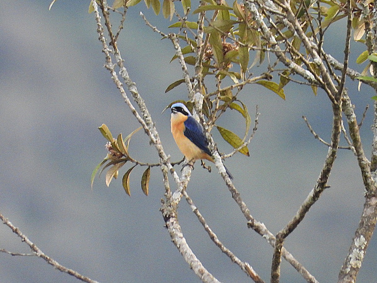 Fawn-breasted Tanager - ML642457660