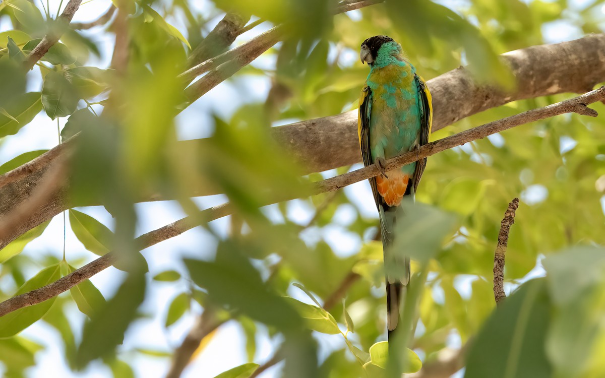 Hooded Parrot - ML642457663