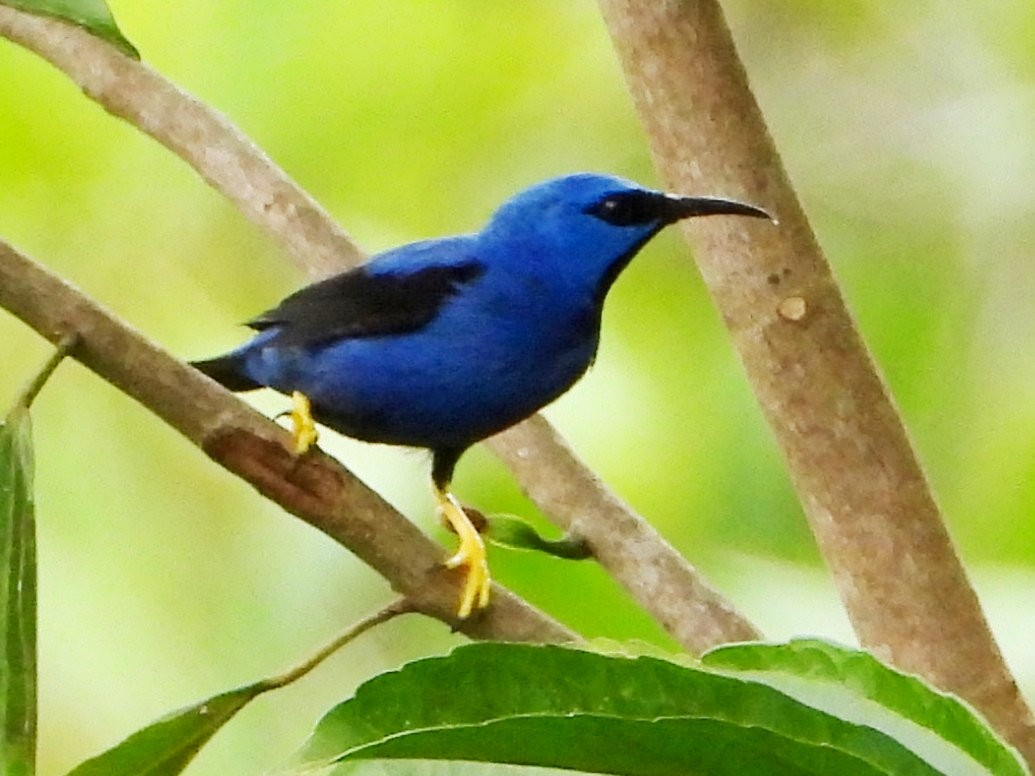 Shining Honeycreeper - ML642457689