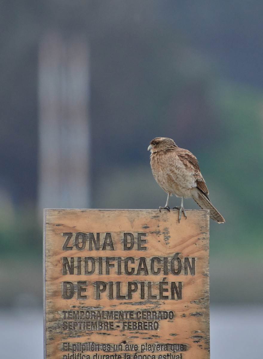 Chimango Caracara - ML642457711