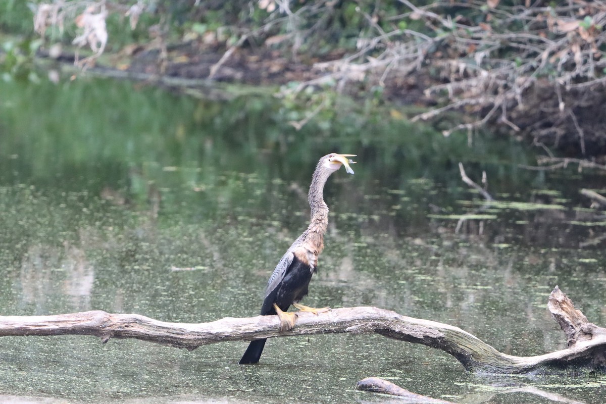 Anhinga amerikarra - ML642457712