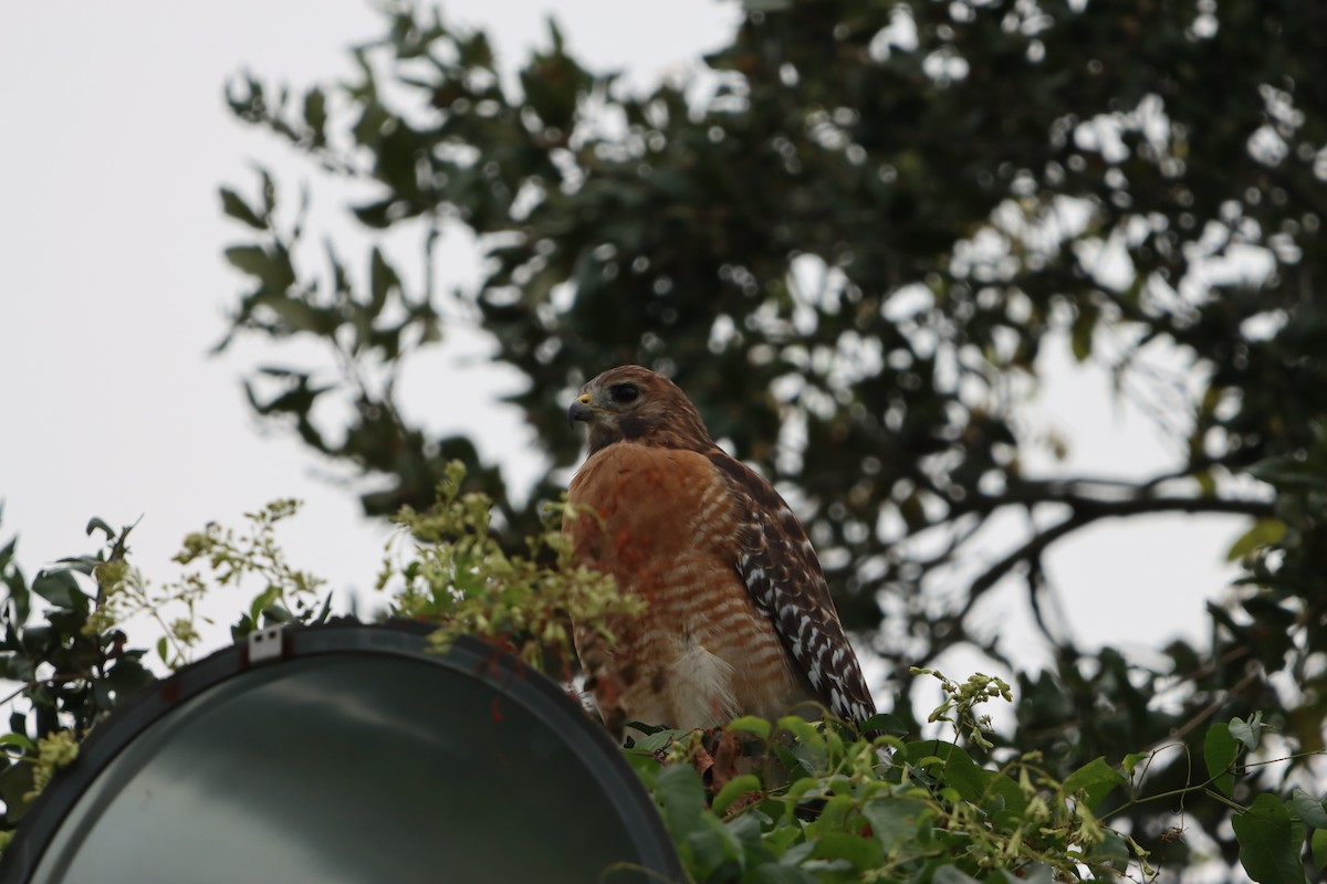 Red-shouldered Hawk - ML642457718