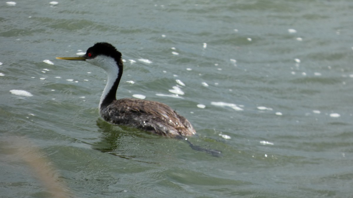 Western Grebe - ML642457725