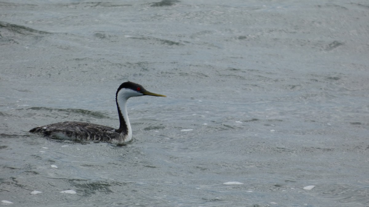 Western Grebe - ML642457726
