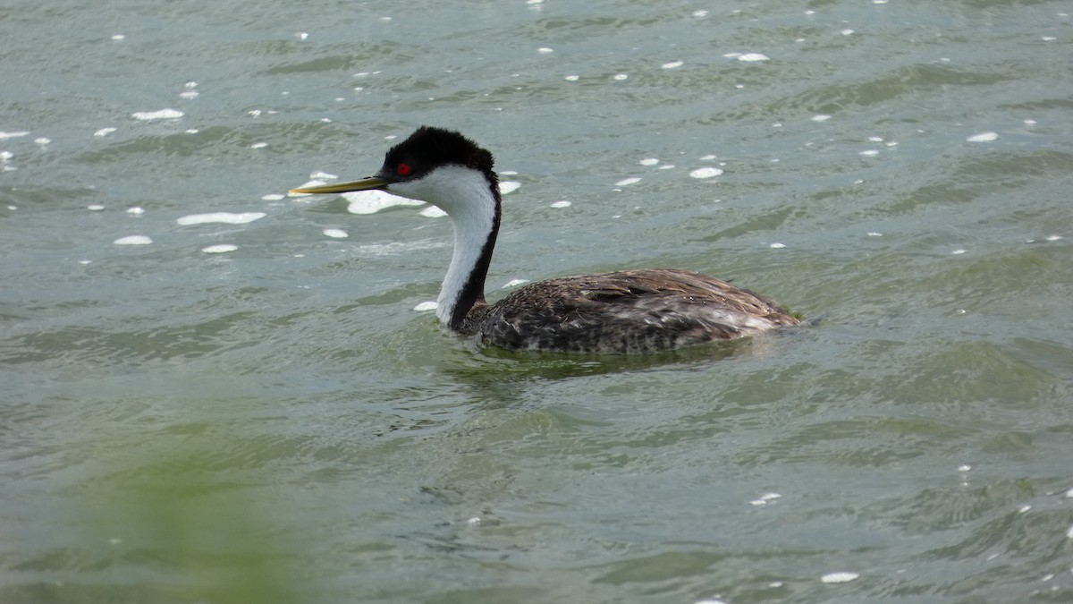 Western Grebe - ML642457727