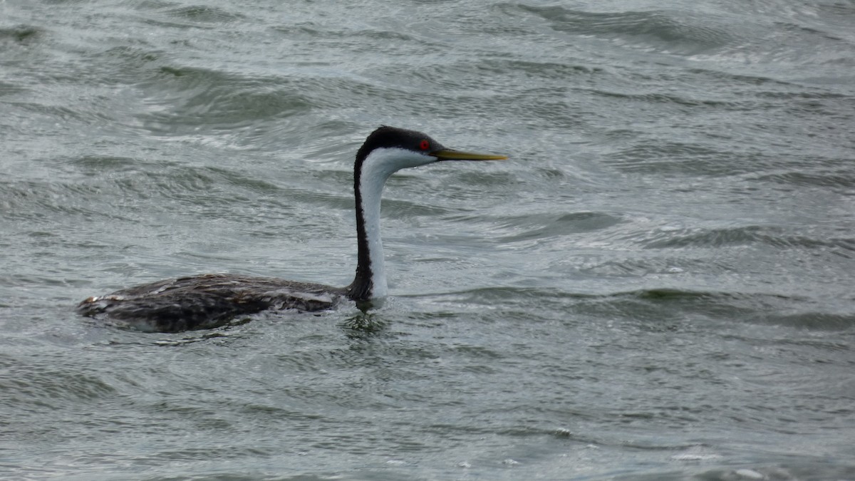 Western Grebe - ML642457728