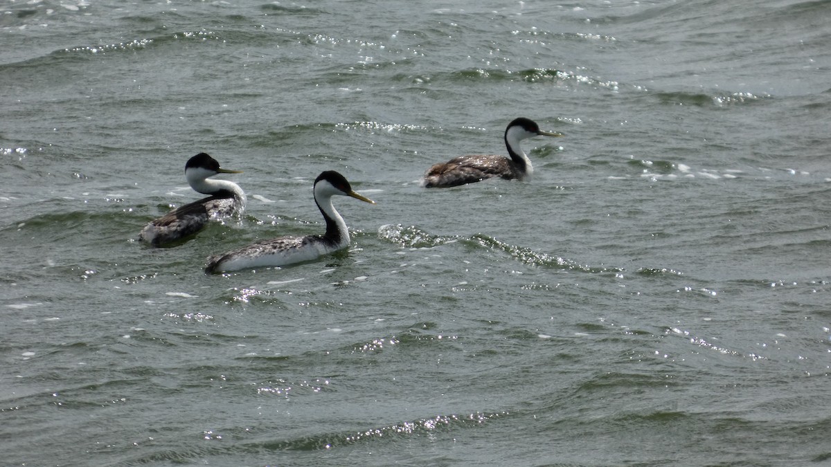 Western Grebe - ML642457729
