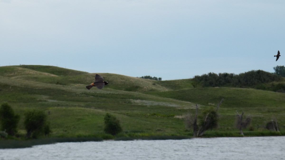 サンショクツバメ - ML642457735