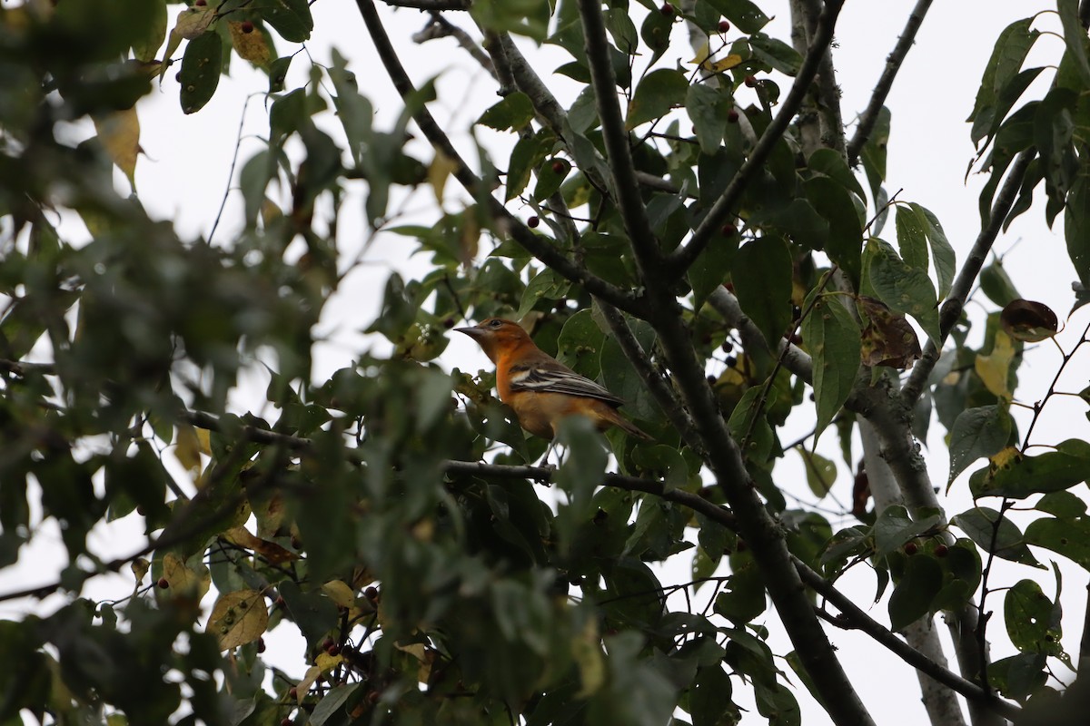 Baltimore Oriole - ML642457737