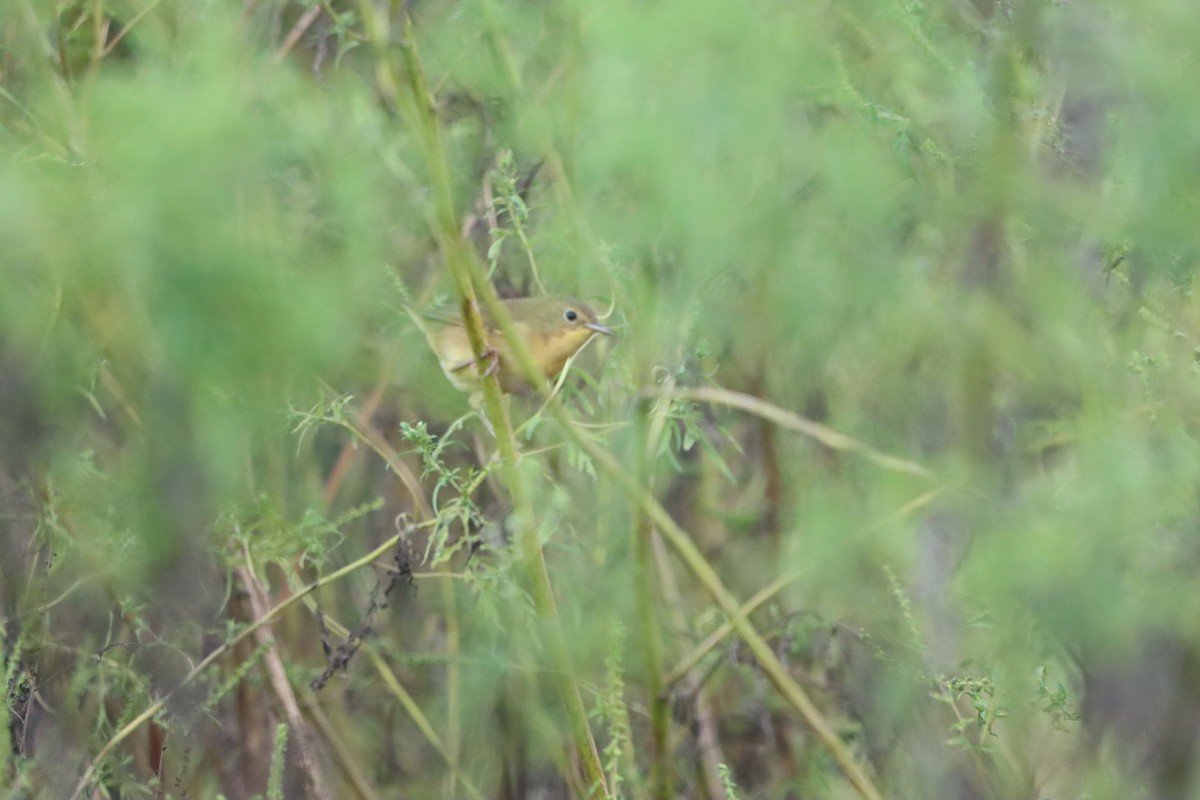 Common Yellowthroat - ML642457739