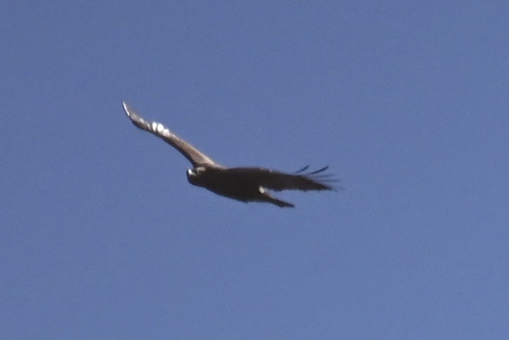 Golden Eagle - ML642457751